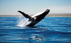 Hervey Bay's Paddle Out for Whales is back. Hervey Bay's Paddle Out for Whales is back.